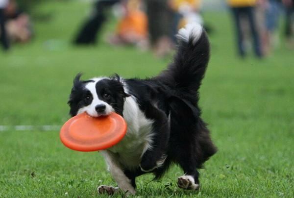 Odporny Na Ząb Latający Dysk Frisbee Psa