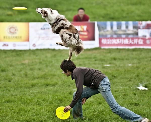 Odporny Na Ząb Latający Dysk Frisbee Psa