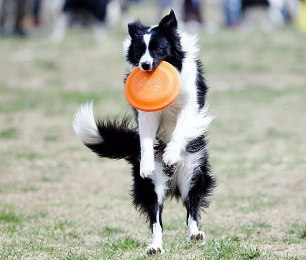 Odporny Na Ząb Latający Dysk Frisbee Psa